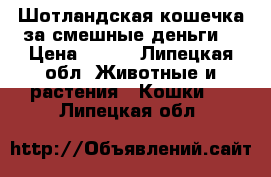 Шотландская кошечка за смешные деньги  › Цена ­ 300 - Липецкая обл. Животные и растения » Кошки   . Липецкая обл.